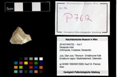 Foto (Objekt + Etikett) von Decapoda indet.  (NHMW-GEO-2014-0194-0762)